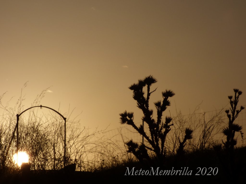 cardoapuestadesol.jpg